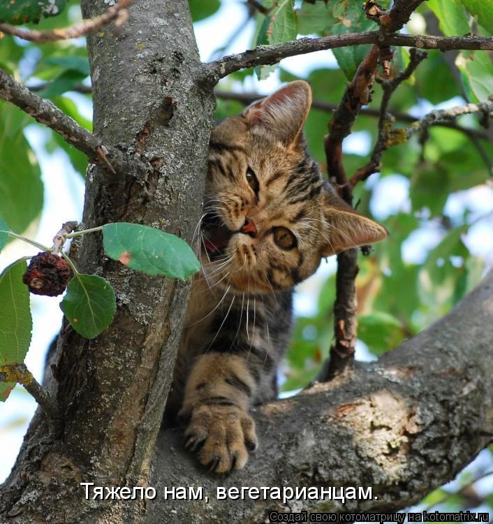 Тяжело нам, вегетарианцам.... Котоматрица: Тяжело нам, вегетарианцам.