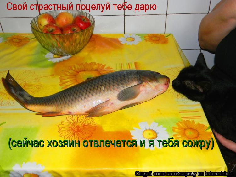 Свой страстный поцелуй тебе дарю (сейчас хозяин отвлечется и я тебя сожру)... Котоматрица: Свой страстный поцелуй тебе дарю (сейчас хозяин отвлечется и я тебя сожру)
