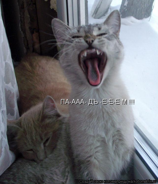 ПА-ААА- ДЪ -Е-Е-Е М !!!... Котоматрица: ПА-ААА- ДЪ -Е-Е-Е М !!!