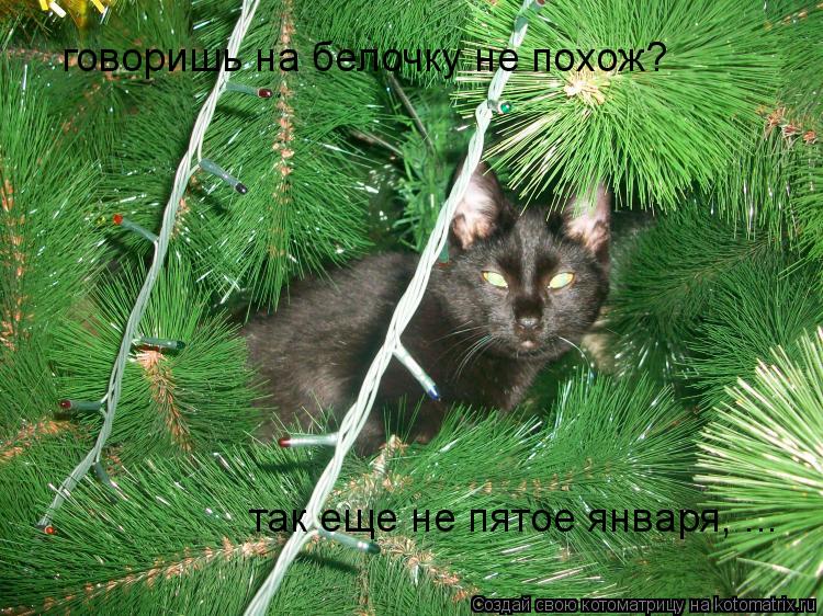 говоришь на белочку не похож? так еще не пятое января, ...... Котоматрица: говоришь на белочку не похож? так еще не пятое января, ...