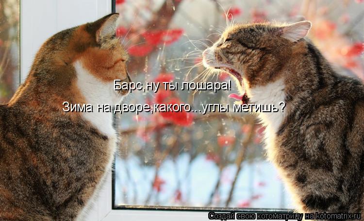 Барс,ну ты лошара! Зима на дворе,какого...углы метишь?... Котоматрица: Барс,ну ты лошара! Зима на дворе,какого...углы метишь?