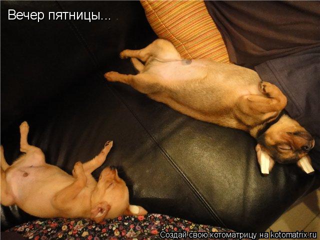 Вечер пятницы...... Котоматрица: Вечер пятницы...