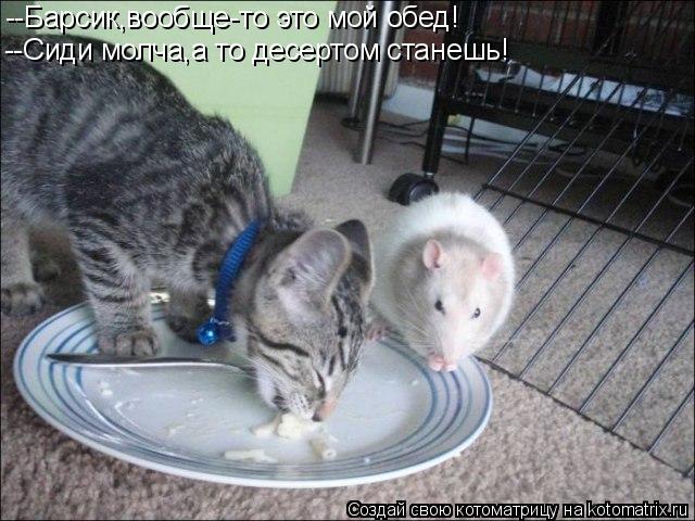 --Барсик,вообще-то это мой обед! --Сиди молча,а то десертом станешь!... Котоматрица: --Барсик,вообще-то это мой обед! --Сиди молча,а то десертом станешь!