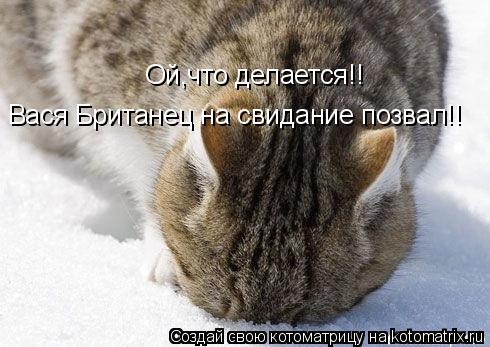 Ой,что делается!! Вася Британец на свидание позвал!!... Котоматрица: Ой,что делается!! Вася Британец на свидание позвал!!