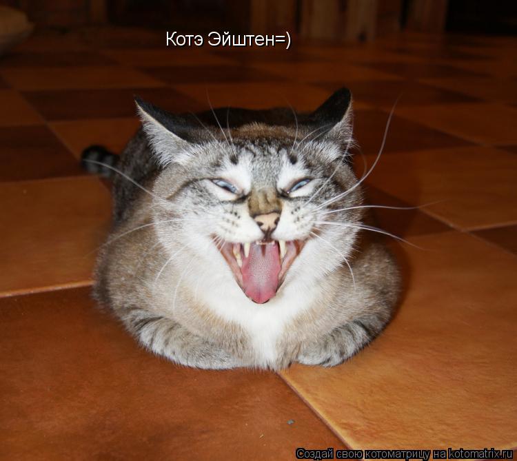 Котэ Эйштен=)... Котоматрица: Котэ Эйштен=)