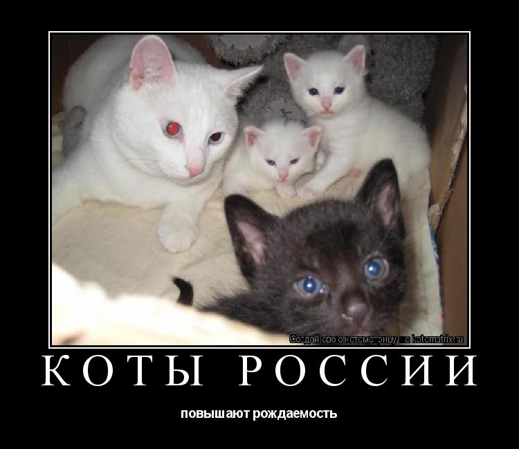 коты россии повышают рождаемость... Котоматрица: коты россии повышают рождаемость