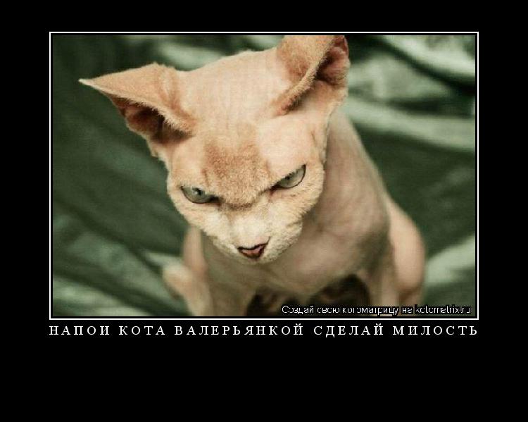 напои кота валерьянкой сделай милость ... Котоматрица: напои кота валерьянкой сделай милость