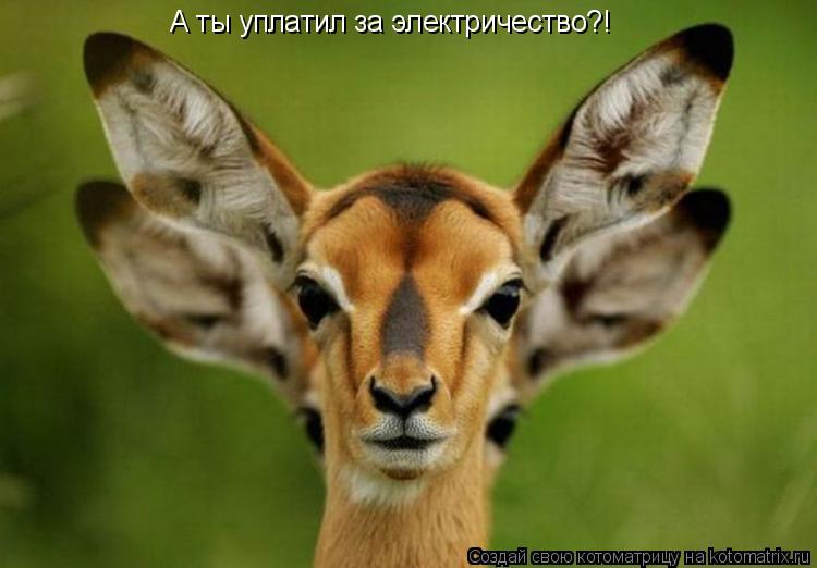 А ты уплатил за электричество?!... Котоматрица: А ты уплатил за электричество?!
