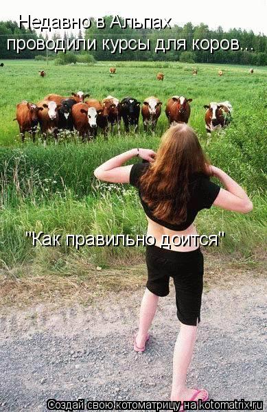 Недавно в Альпах проводили курсы для коров... "Как правильно доится"... Котоматрица: Недавно в Альпах проводили курсы для коров... "Как правильно доится"