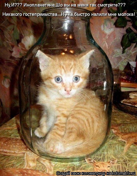 Ну,И??? Инопланетяне,Шо вы на меня так смотрите??? Никакого гостеприимства...Ну-ка,быстро налили мн... Котоматрица: Ну,И??? Инопланетяне,Шо вы на меня так смотрите??? Никакого гостеприимства...Ну-ка,быстро налили мне молока! )))