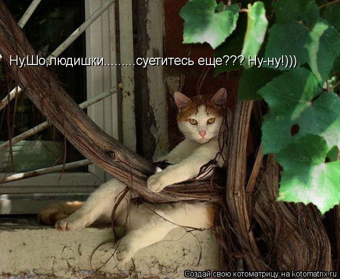 Ну,Шо,людишки.........суетитесь еще??? Ну-ну!)))... Котоматрица: Ну,Шо,людишки.........суетитесь еще??? Ну-ну!)))