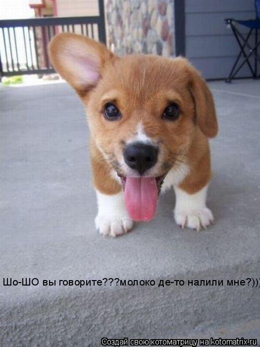 Шо-ШО вы говорите???молоко де-то налили мне?)))... Котоматрица: Шо-ШО вы говорите???молоко де-то налили мне?)))