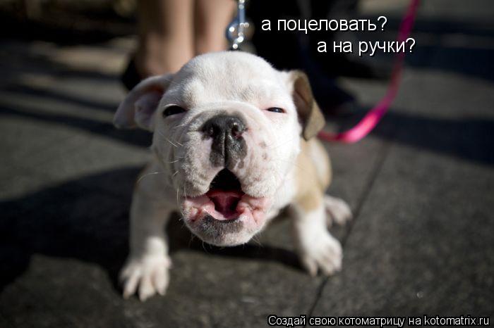 а поцеловать? а на ручки?... Котоматрица: а поцеловать? а на ручки?