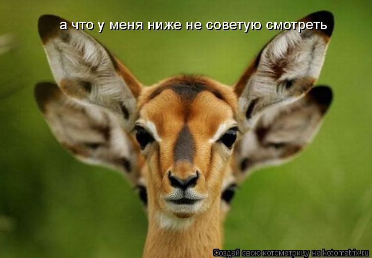 а что у меня ниже не советую смотреть... Котоматрица: а что у меня ниже не советую смотреть