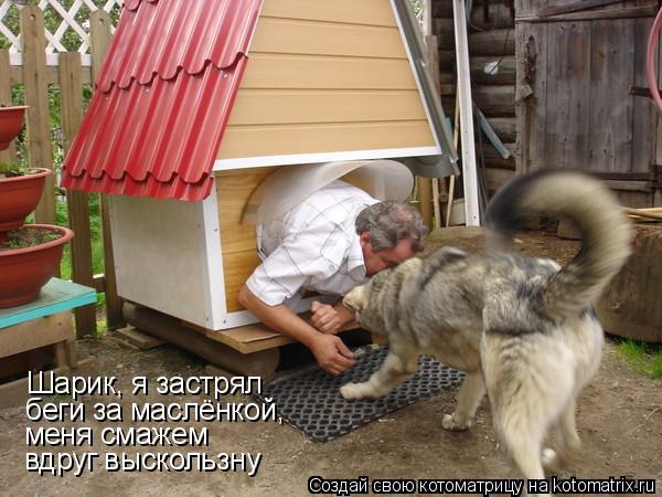 Котоматрица: Шарик, я застрял беги за маслёнкой, меня смажем вдруг выскользну