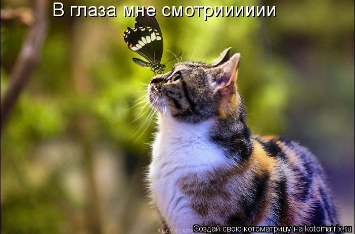 Котоматрица: В глаза мне смотрииииии