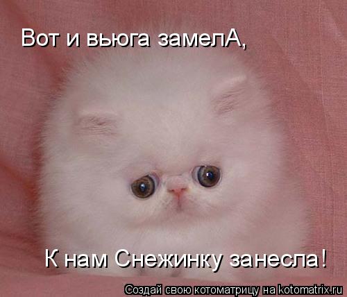 Котоматрица: Вот и вьюга замелА, К нам Снежинку занесла!
