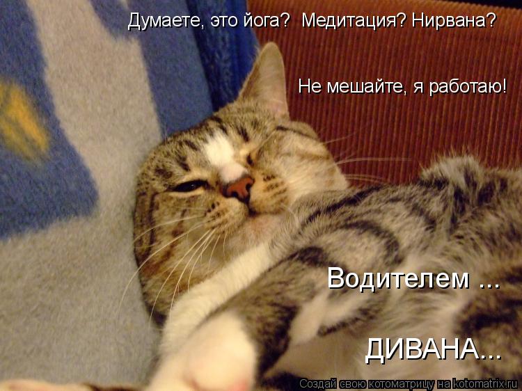 Думаете, это йога? Медитация? Нирвана? Не мешайте, я работаю! Водителем ... ДИВАНА...... Котоматрица: Думаете, это йога? Медитация? Нирвана? Не мешайте, я работаю! Водителем ... ДИВАНА...