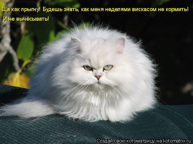 Котоматрица: Ща как прыгну! Будешь знать, как меня неделями вискасом не кормить! И не вычёсывать!