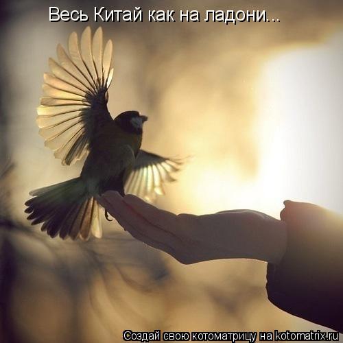 Весь Китай как на ладони...... Котоматрица: Весь Китай как на ладони...