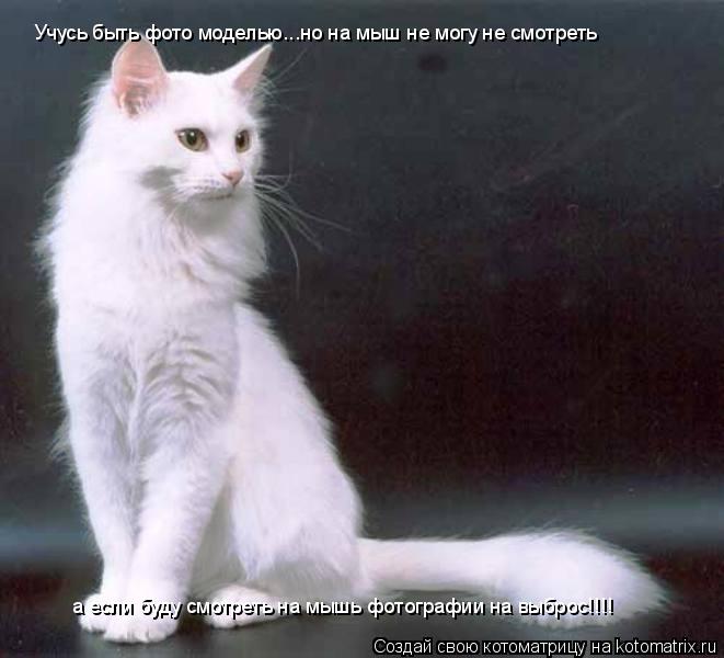 Котоматрица: Учусь быть фото моделью...но на мыш не могу не смотреть а если буду смотреть на мышь фотографии на выброс!!!!