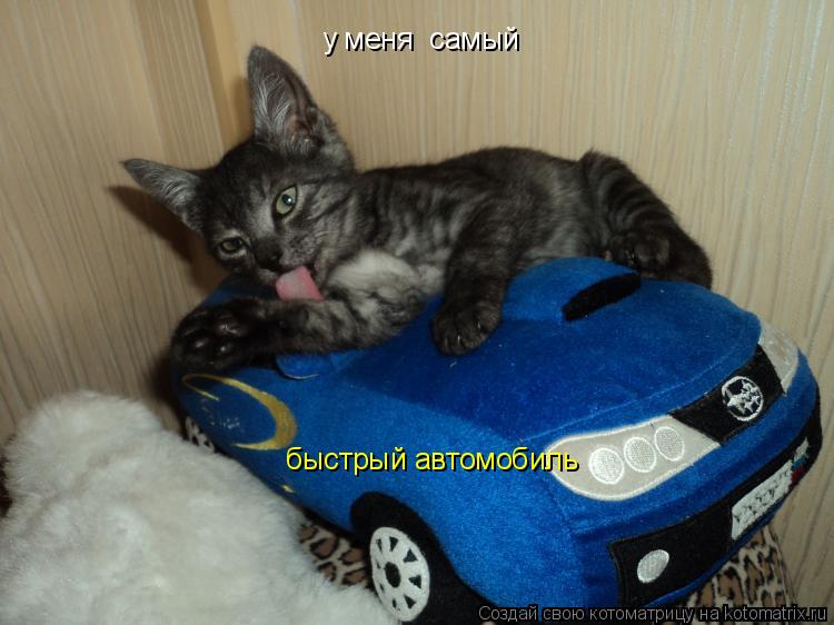 Котоматрица: у меня  самый  быстрый автомобиль