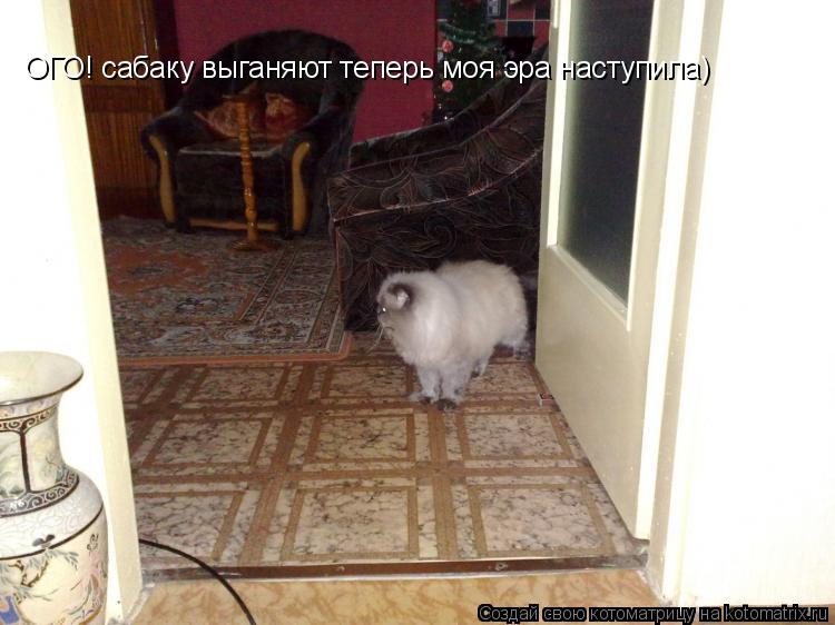 Котоматрица: ОГО! сабаку выганяют теперь моя эра наступила)