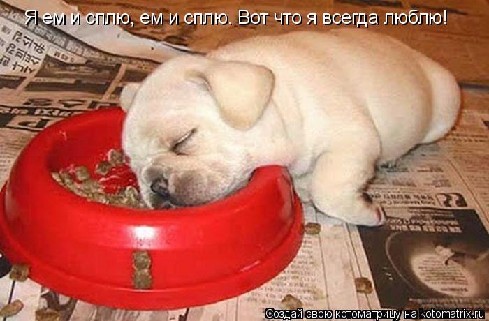 Котоматрица: Я ем и сплю, ем и сплю. Вот что я всегда люблю!
