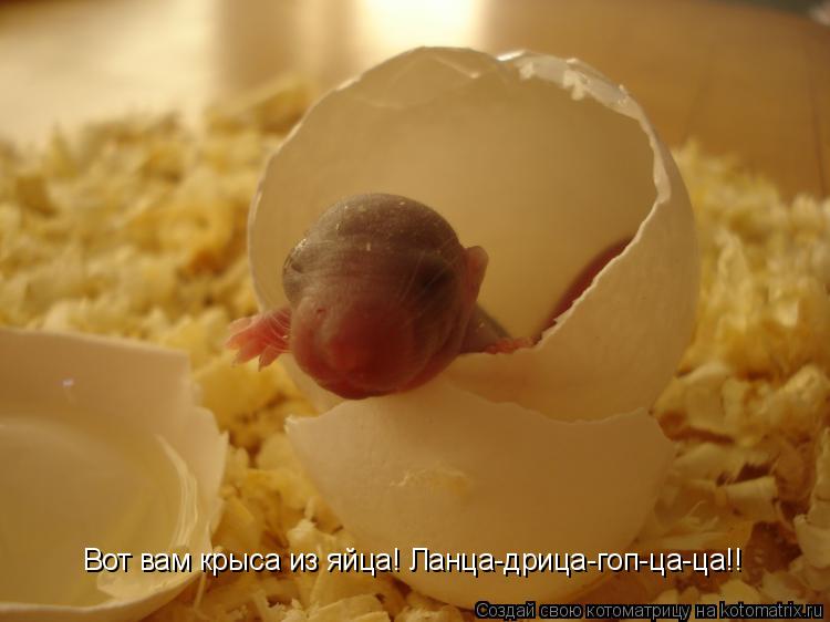 Котоматрица: Вот вам крыса из яйца! Ланца-дрица-гоп-ца-ца!!