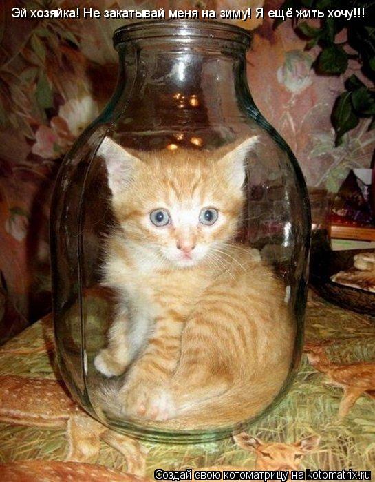 Котоматрица: Эй хозяйка! Не закатывай меня на зиму! Я ещё жить хочу!!!