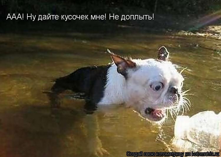 ААА! Ну дайте кусочек мне! Не доплыть!... Котоматрица: ААА! Ну дайте кусочек мне! Не доплыть!
