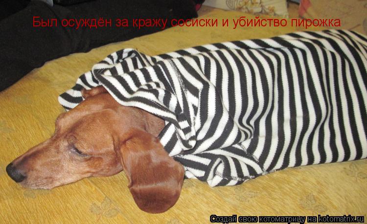 Котоматрица: Был осуждён за кражу сосиски и убийство пирожка