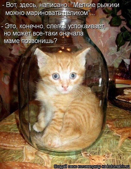 Котоматрица: - Вот, здесь, написано: "Мелкие рыжики можно мариновать целиком"... - Это, конечно, слегка успокаивает, но может все-таки сначала маме позвонишь