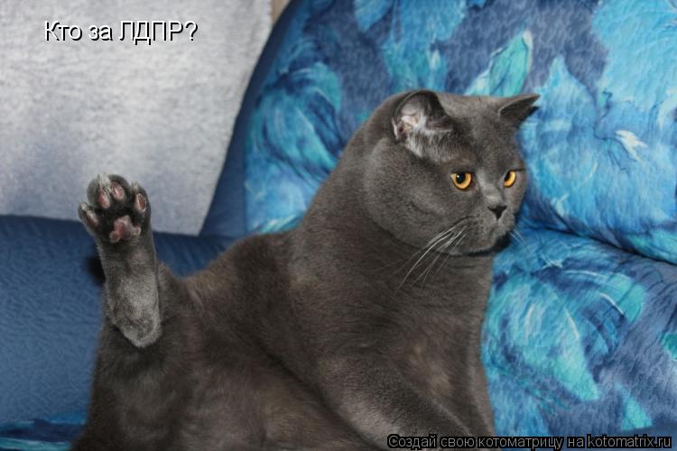 Кто за ЛДПР?... Котоматрица: Кто за ЛДПР?