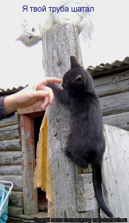 Я твой труба шатал... Котоматрица: Я твой труба шатал