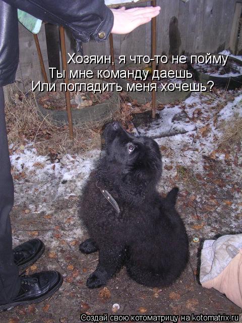Хозяин, я что-то не пойму Ты мне команду даешь Или погладить меня хочешь?... Котоматрица: Хозяин, я что-то не пойму Ты мне команду даешь Или погладить меня хочешь?