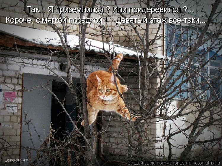 Котоматрица: - Так... Я приземлился ? Или придеревился ?... Короче, с мягкой посадкой !..  Девятый этаж все-таки...