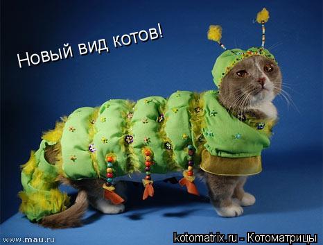 Новый вид котов!... Котоматрица: Новый вид котов!