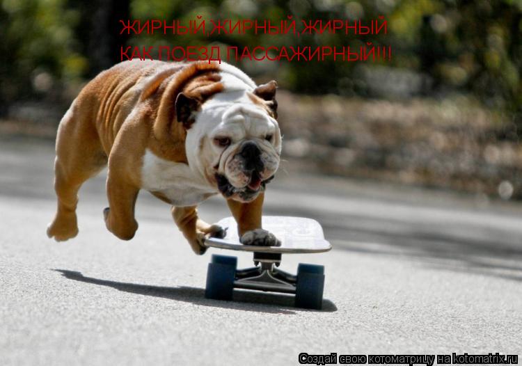 Котоматрица: ЖИРНЫЙ,ЖИРНЫЙ,ЖИРНЫЙ ЖИРНЫЙ,ЖИРНЫЙ,ЖИРНЫЙ КАК ПОЕЗД ПАССАЖИРНЫЙ!!!
