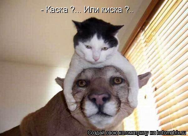 Котоматрица: - Каска ?... Или киска ?..