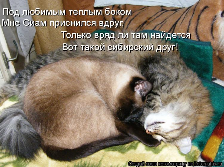 Под любимым теплым боком Мне Сиам приснился вдруг. Только вряд ли там найдется Вот такой сибирский др... Котоматрица: Под любимым теплым боком Мне Сиам приснился вдруг. Только вряд ли там найдется Вот такой сибирский друг!