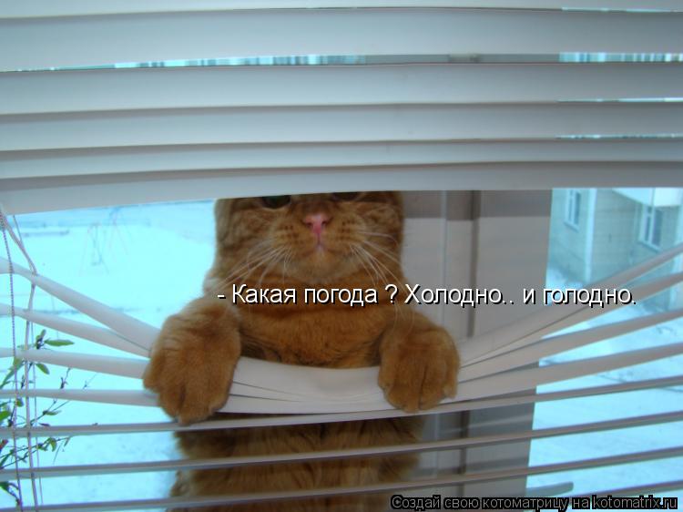 Котоматрица: - Какая погода ? Холодно.. и голодно.