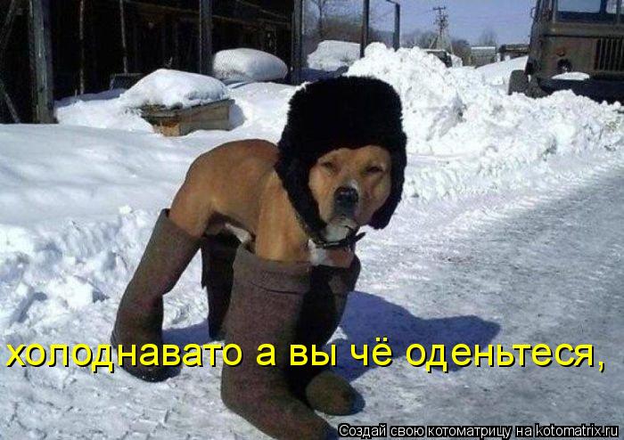 Котоматрица: холоднавато а вы чё оденьтеся,