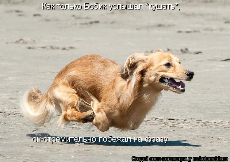 Как только Бобик услышал *кушать*, он стремительно побежал на фразу... Котоматрица: Как только Бобик услышал *кушать*, он стремительно побежал на фразу