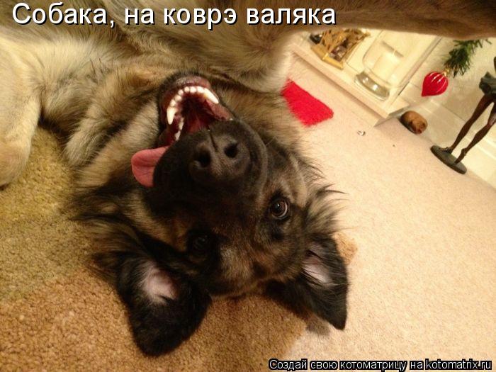 Котоматрица: Собака, на коврэ валяка
