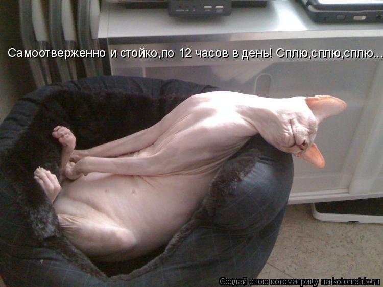 Самоотверженно и стойко,по 12 часов в день! Сплю,сплю,сплю...... Котоматрица: Самоотверженно и стойко,по 12 часов в день! Сплю,сплю,сплю...