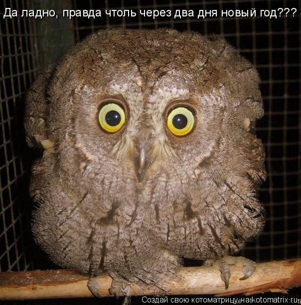 Да ладно, правда чтоль через два дня новый год???... Котоматрица: Да ладно, правда чтоль через два дня новый год???