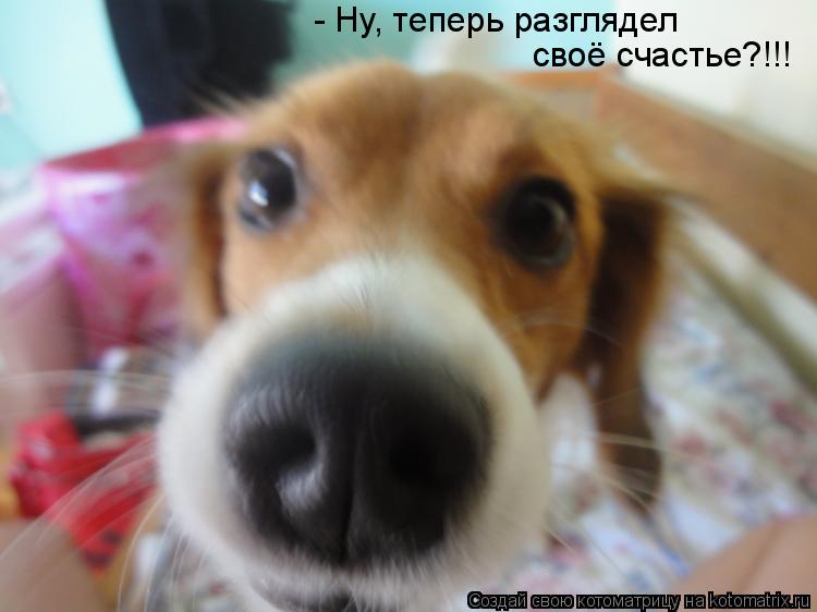 - Ну, теперь разглядел своё счастье?!!!... Котоматрица: - Ну, теперь разглядел своё счастье?!!!