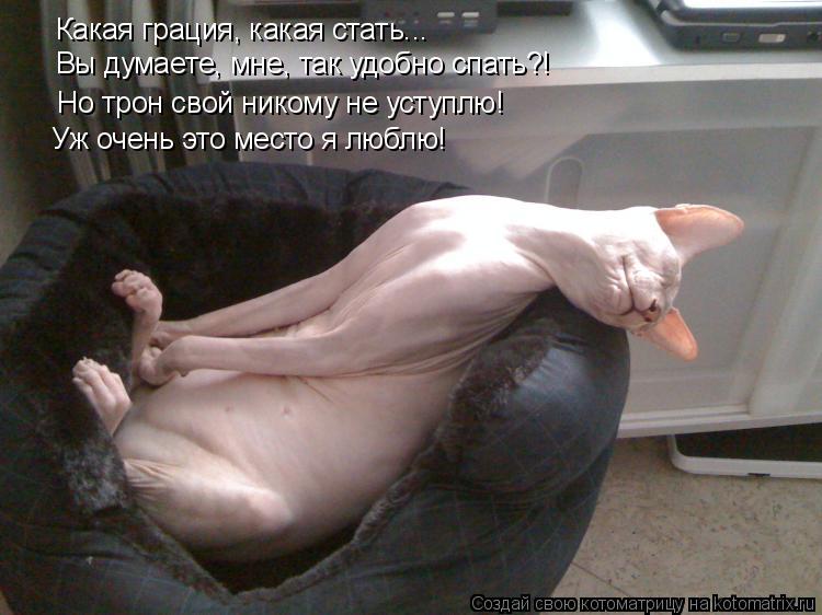 Какая грация, какая стать... Вы думаете, мне, так удобно спать?! Но трон свой никому не уступлю! Уж о... Котоматрица: Какая грация, какая стать... Вы думаете, мне, так удобно спать?! Но трон свой никому не уступлю! Уж очень это место я люблю!