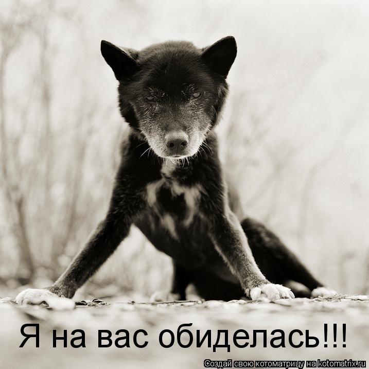 Я на вас обиделась!!!... Котоматрица: Я на вас обиделась!!!